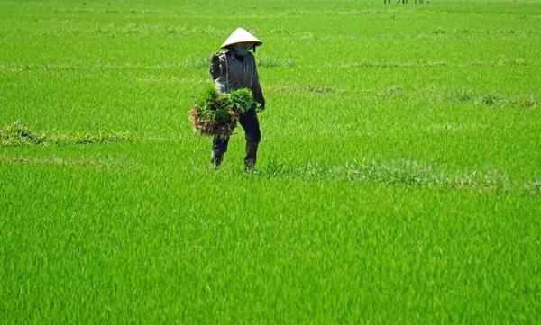Hue Vietnam Circa Janjanuary 2020 Фермери Живуть Полях Рису — стокове фото