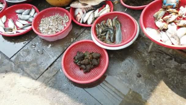 Hue Vietnam Markt Straße Streetmarket Straße Essen Lebendig Frosch Fisch — Stockvideo