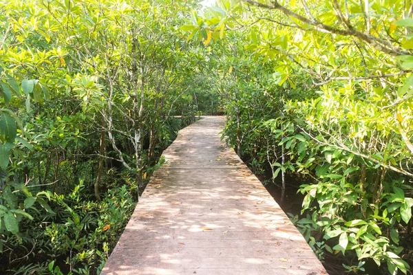 Camino de madera camino en el bosque en Thapom, Klong Song Nam, Krabi, tailandés — Foto de Stock