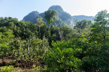 mangrov orman manzara Thapom, Klong şarkı Nam, Krabi, Tayland