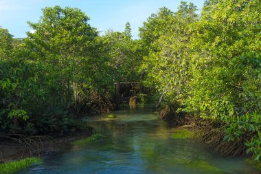 Orman ve nehir manzara Thapom, Klong şarkı Nam, Krabi, T