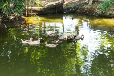 Grup içinde marsh Yüzme ördek