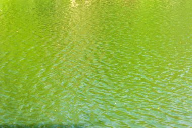 Yeşil Göl su yüzeyinde ripples