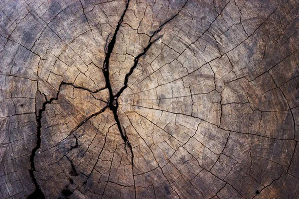 Wood tree stump texture background — Stock Photo, Image