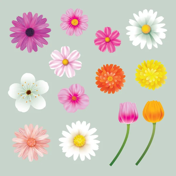 Conjunto de flores de primavera colorido fundo isolado . — Vetor de Stock