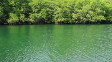 nehir ve yansıma orman sabah Tayland