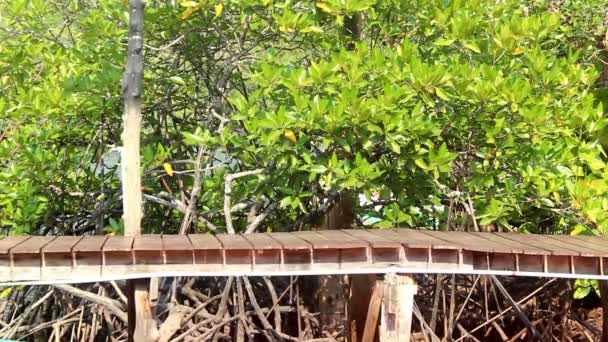 Horisontell Trä Bro Och Mangrove Träd Thailand — Stockvideo
