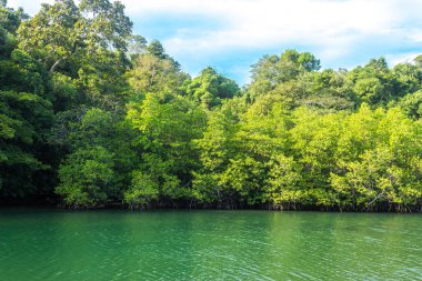 Nehir tropikal orman Tayland ile