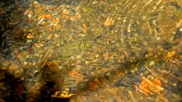 Many Little Fishes Swimming Clear Water — Stock Video