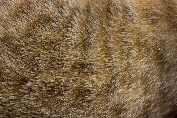고양이털은 배경 질감을 닫습니다. 갈색의 추상적 줄무늬. — 스톡 사진