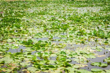Nilüfer göleti, güneş ışığı. Buda sembolünün çiçeği..