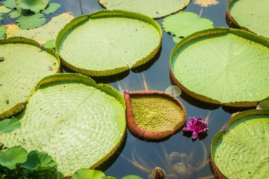 Nilüfer göleti, güneş ışığı. Buda sembolünün çiçeği..