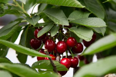 Kiraz, potasyum, kalsiyum, magnezyum, fosfor ve demir gibi sayısız mineral içerir. Ayrıca B1, B2, B6 ve viramin C vitaminleri içerir..