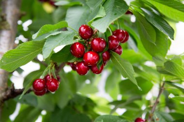 Kiraz, potasyum, kalsiyum, magnezyum, fosfor ve demir gibi sayısız mineral içerir. Ayrıca B1, B2, B6 ve viramin C vitaminleri içerir..