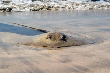 Sahildeki iğneli balık