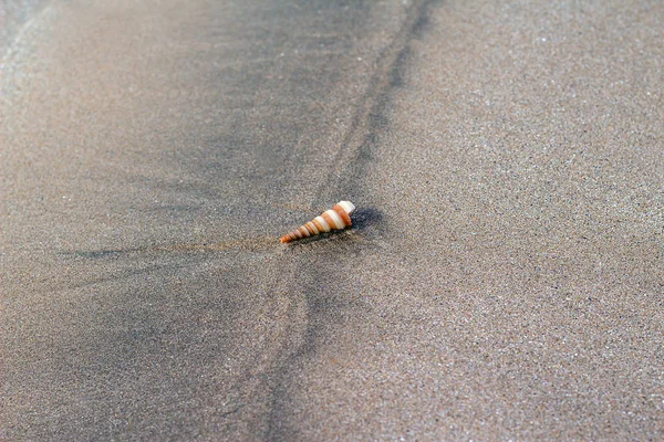 Shell — Stock Photo, Image