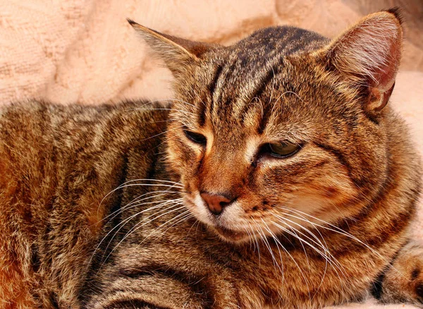 Кішка кошеня поглядом — стокове фото