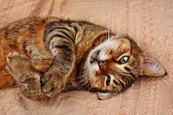 Забавный кот лежит на одеяле — стоковое фото