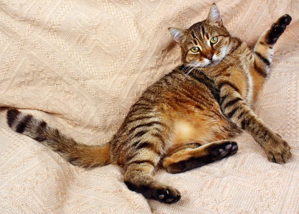 Drôle de chat regardant couché sur une couverture — Photo