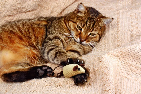 Divertido, hermoso gato jugando con el ratón —  Fotos de Stock