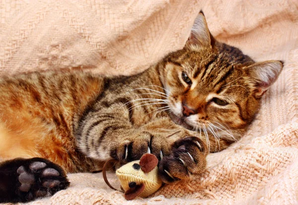 Lustige, schöne Katze spielt mit der Maus — Stockfoto