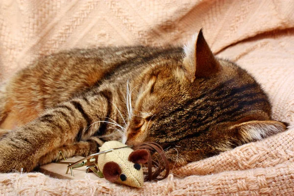 Beautiful big cat slept with a toy mouse — Stock Photo, Image
