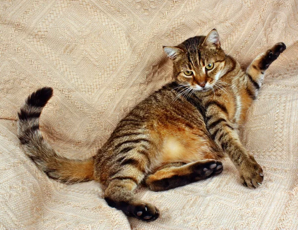 Drôle de chat regardant couché sur une couverture — Photo