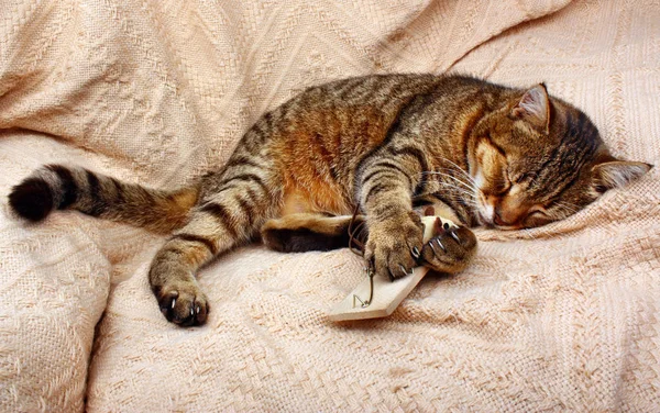 Schöne Raubkatze schlief mit Mausefalle und einer Spielzeugmaus — Stockfoto