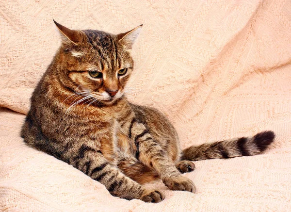 Ξεκούρασης χαλάρωσης γάτα — Φωτογραφία Αρχείου