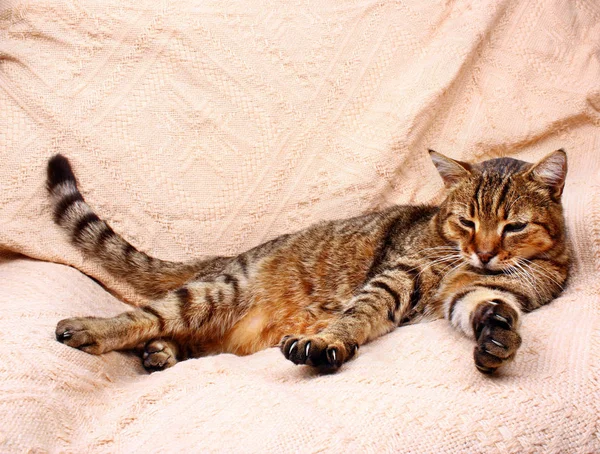 Riposo relax gatto — Foto Stock
