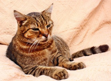 Sakin ol kedi dinlenme