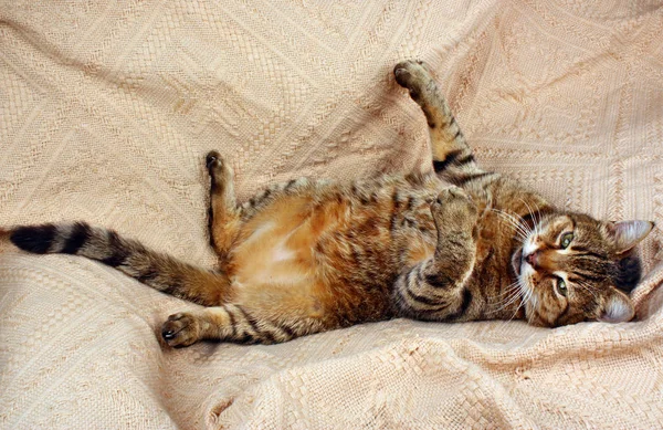 Lustig aussehende Katze liegt auf einer Decke — Stockfoto