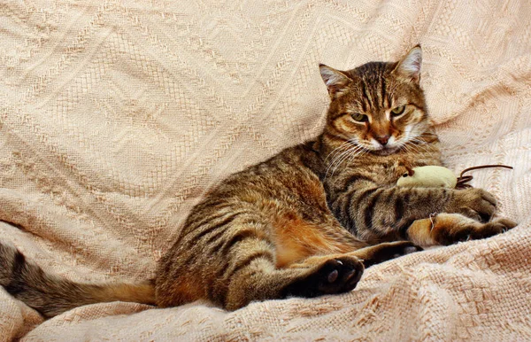 Lustig aussehende Katze liegt auf einer Decke — Stockfoto