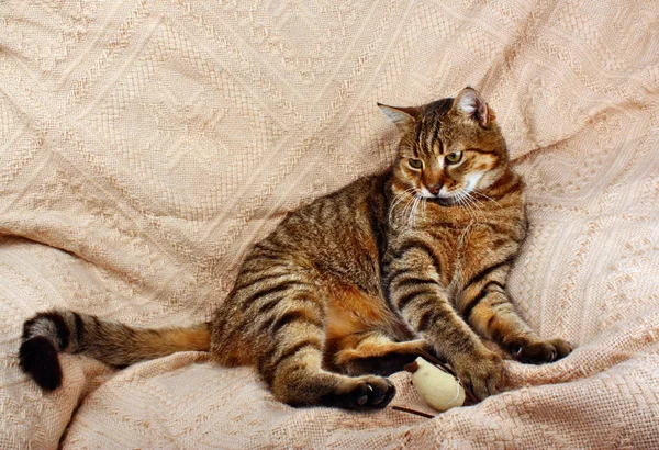 Krásná velká kočka spala s hračkou myší — Stock fotografie