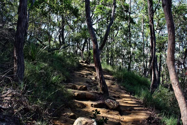 Lesní cesta Ngungun Glass House Mountains National Park — Stock fotografie