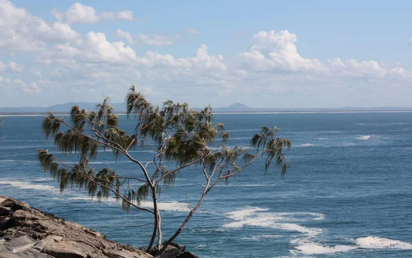 Pandanus trees at Tea Tree Bay in Noosa — Stock Photo, Image