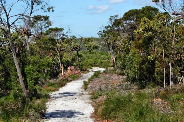 Lesní cesta v Noosa vede národní Park — Stock fotografie