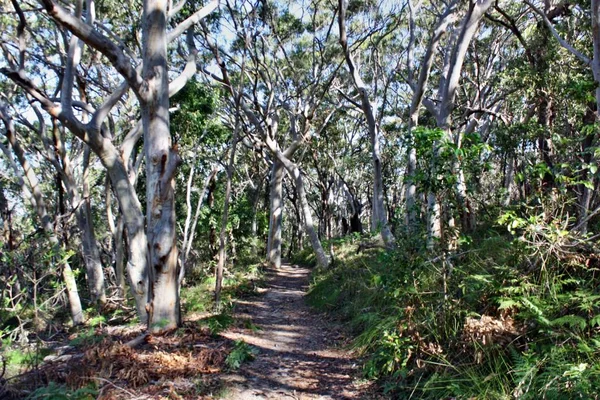 Lesní cesta v Noosa vede národní Park — Stock fotografie