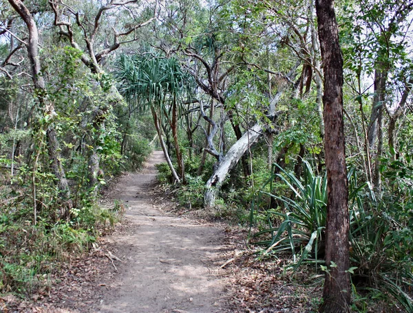 Caminho Florestal no Parque Nacional Noosa Heads — Fotografia de Stock