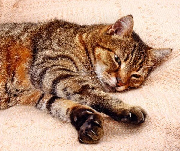 Komfortabel schlafende Katze — Stockfoto