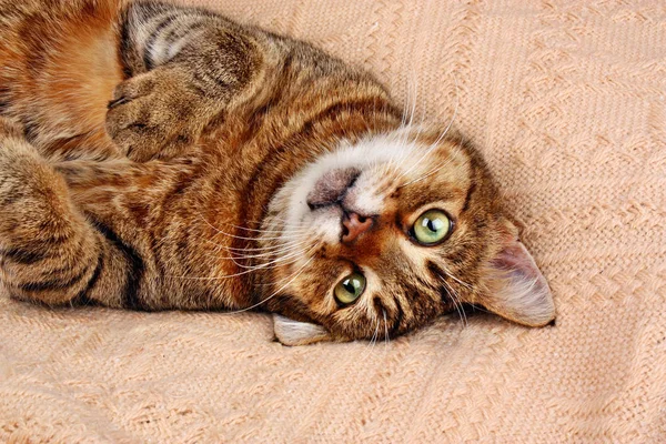 Drôle de chat regardant couché sur une couverture — Photo