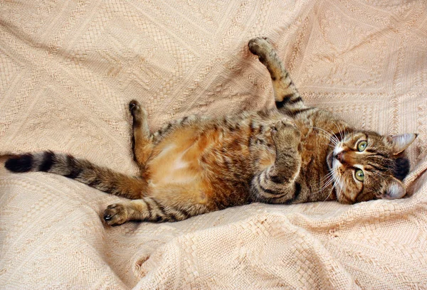 Drôle de chat regardant couché sur une couverture — Photo