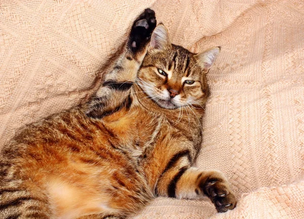 Drôle de chat regardant couché sur une couverture — Photo