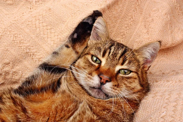 Gatto dall'aspetto divertente sdraiato su una coperta — Foto Stock