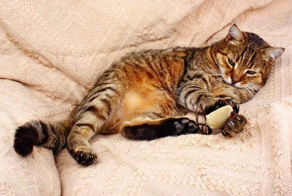 Lustige, schöne Katze spielt mit der Maus — Stockfoto