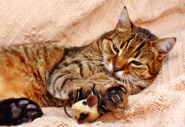 Divertido, hermoso gato jugando con el ratón —  Fotos de Stock