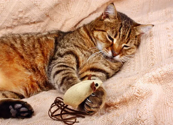 Lustige, schöne Katze spielt mit der Maus — Stockfoto