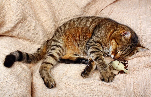 Hermoso gato grande dormido con ratonera y un juguete ratón — Foto de Stock