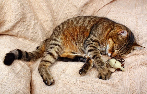 Schöne Raubkatze schlief mit Mausefalle und einer Spielzeugmaus — Stockfoto