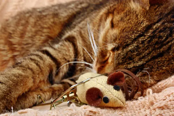 Schöne Raubkatze schlief mit Mausefalle und einer Spielzeugmaus — Stockfoto